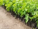 Afzelia Africana Seedlings