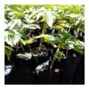 Pawpaw Seedlings