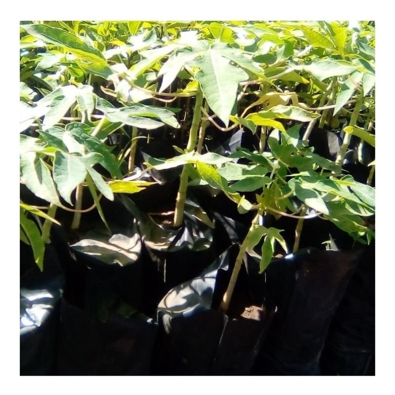Pawpaw Seedlings
