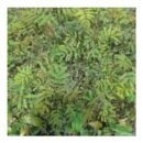 Albizia Seedlings