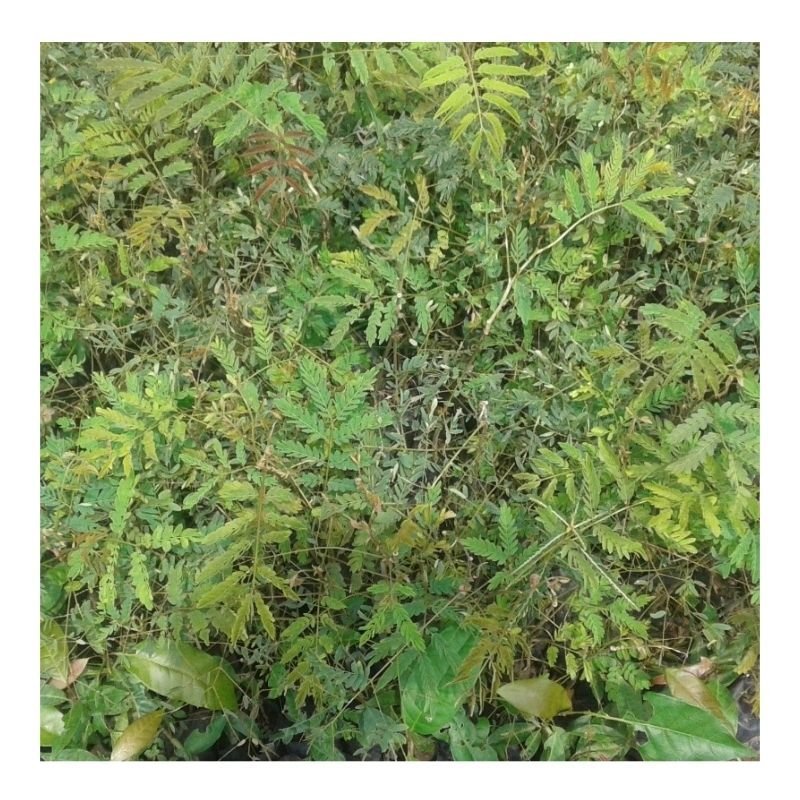 Albizia Seedlings
