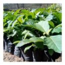 Tectona Grandis (Teak) Seedlings