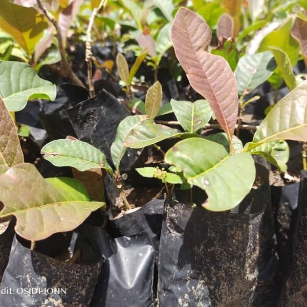 Shea nut Seedlings