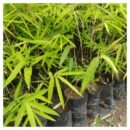 Bamboo Seedlings
