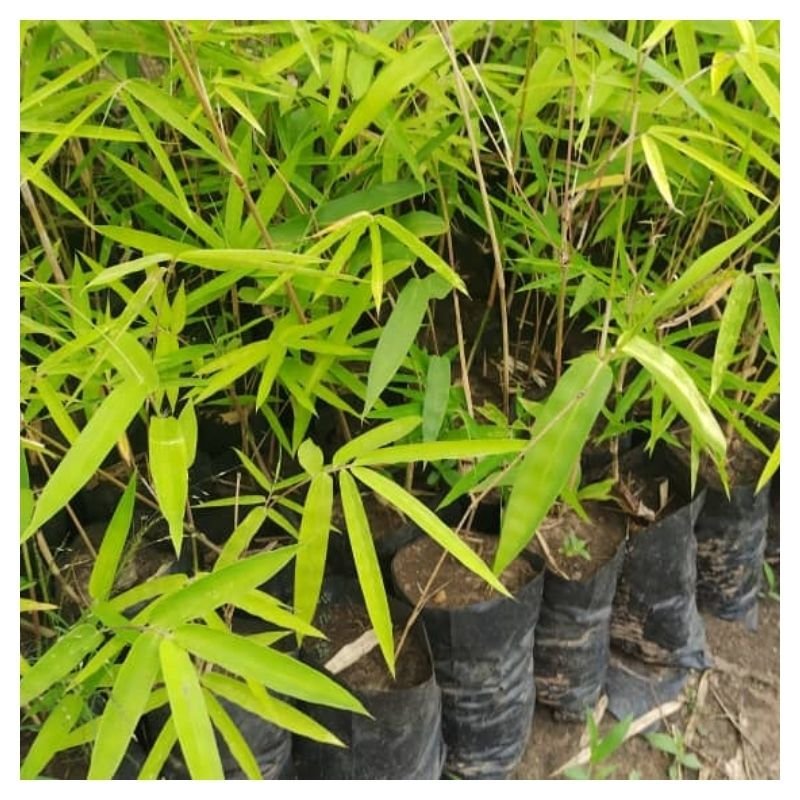 Bamboo Seedlings
