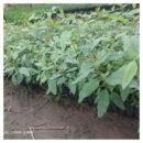Eucalyptus camaldulensis Seedlings