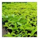 Passion Fruit Seedlings
