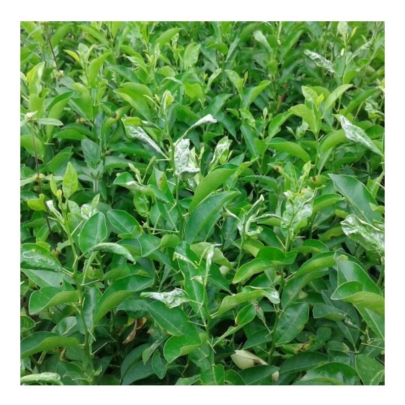 Oranges Seedlings
