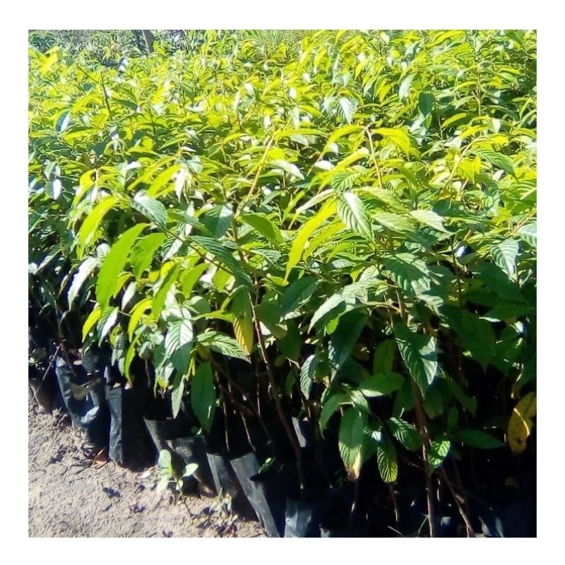 Maesopsis Seedlings